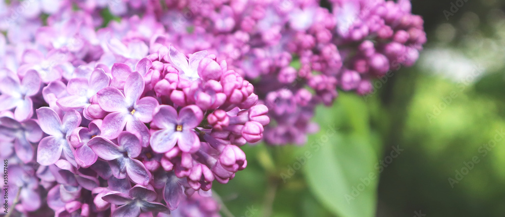 Macro image of spring lilac violet flowers. Selective focus. Banner. Macro image of spring lilac violet flowers. Selective focus. Banner.