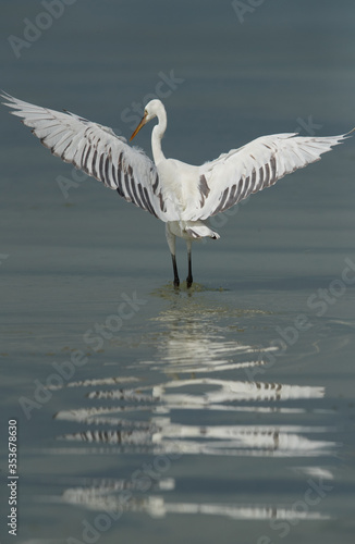 Western reef egret white morphed fishing at Busaiteen coast, Bahrain photo