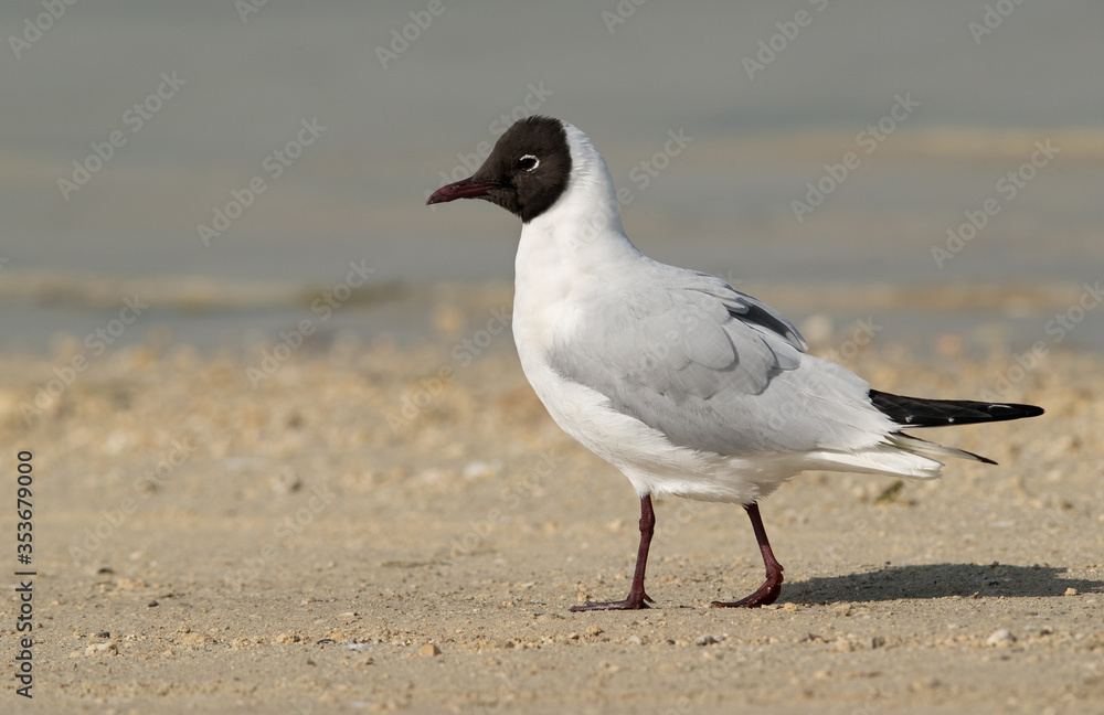 Black-headed gull at Busaiteen coast, Bahrain Black-headed gull at Busaiteen coast, Bahrain