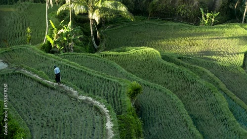 Rice Field Bali Indonesia Rice Terrace 