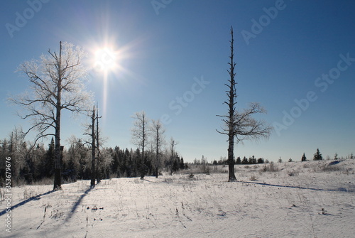 Winter Russia Forest Trees Mountains Snow Cold Path Creek Trees photo