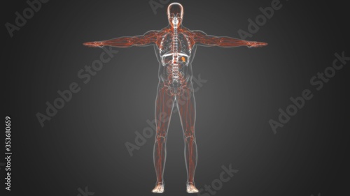 Human Lymph Nodes Anatomy For Medical Concept 3D