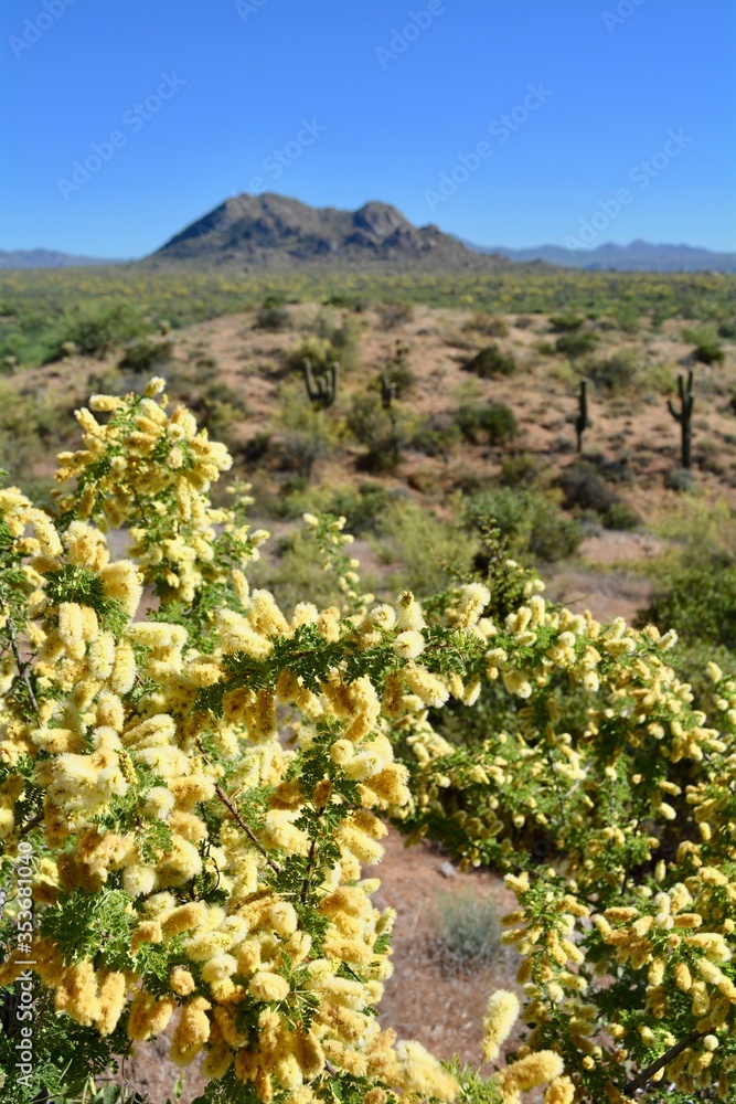 boyce thompson arboretum superior arizona