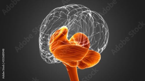 Bild auf Leinwand Human Brain inner parts Anatomy For Medical Concept 3D