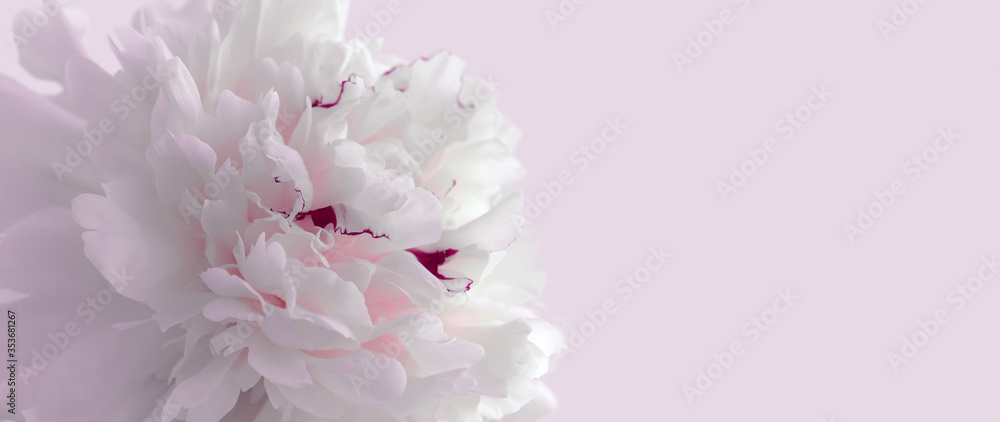 Romantic banner, delicate peony flower close-up in pastel pink tones. Romantic background, pastel and soft flower card, copy space Romantic banner, delicate peony flower close-up in pastel pink tones. Romantic background, pastel and soft flower card, copy space