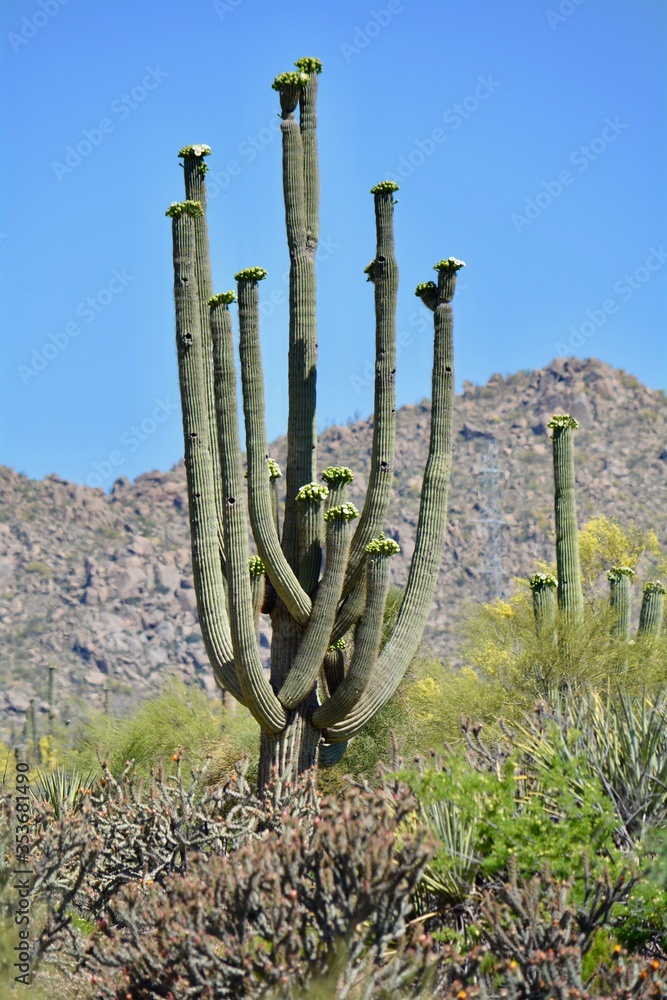 Blooming Saguaro Cactus Palo and Verde Trees Sonoran Desert Arizona Phoenix Scottsdale