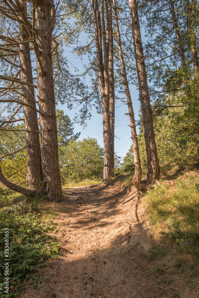 Corsican pine in the Dutch nature park Koningshof