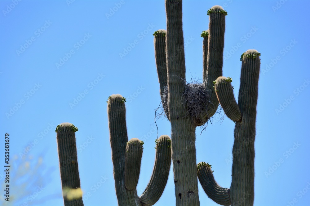 Blooming Saguaro Cactus with Nest Sonoran Desert Arizona Phoenix Scottsdale