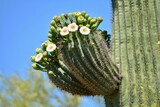 Blooming Saguaro Cactus Sonoran Desert Arizona Phoenix Scottsdale