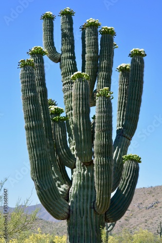 Blooming Saguaro Cactus Sonoran Desert Arizona Phoenix Scottsdale