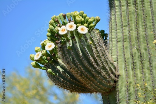 Valokuvatapetti Blooming Saguaro Cactus Sonoran Desert Arizona Phoenix Scottsdale