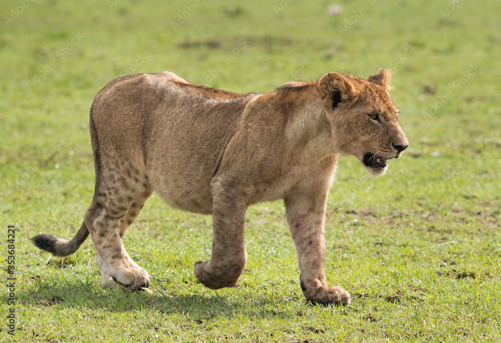 Lion cub at Masai Mara grassland Lion cub at Masai Mara grassland