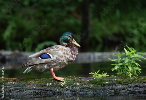 A duck on a tree that is in the water
