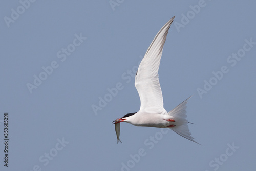 tern in flight with fish