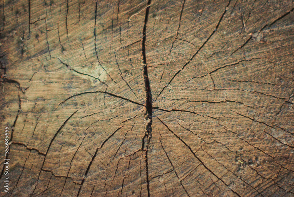 Fototapeta premium illegal tree felling 