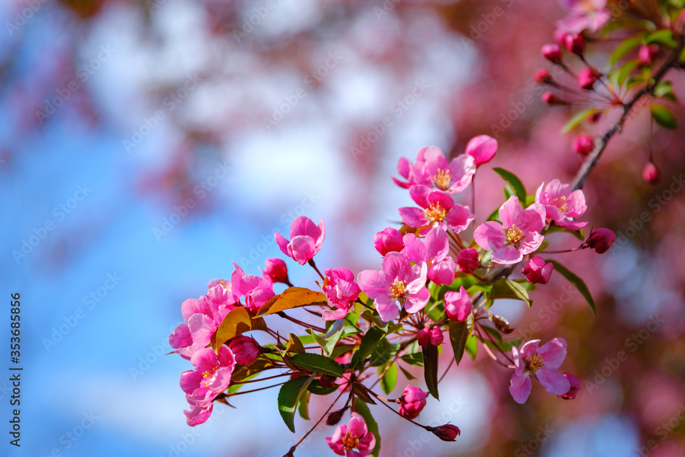 Close-up of bright pink Cherry Blossom flowers against a blue sky Close-up of bright pink Cherry Blossom flowers against a blue sky