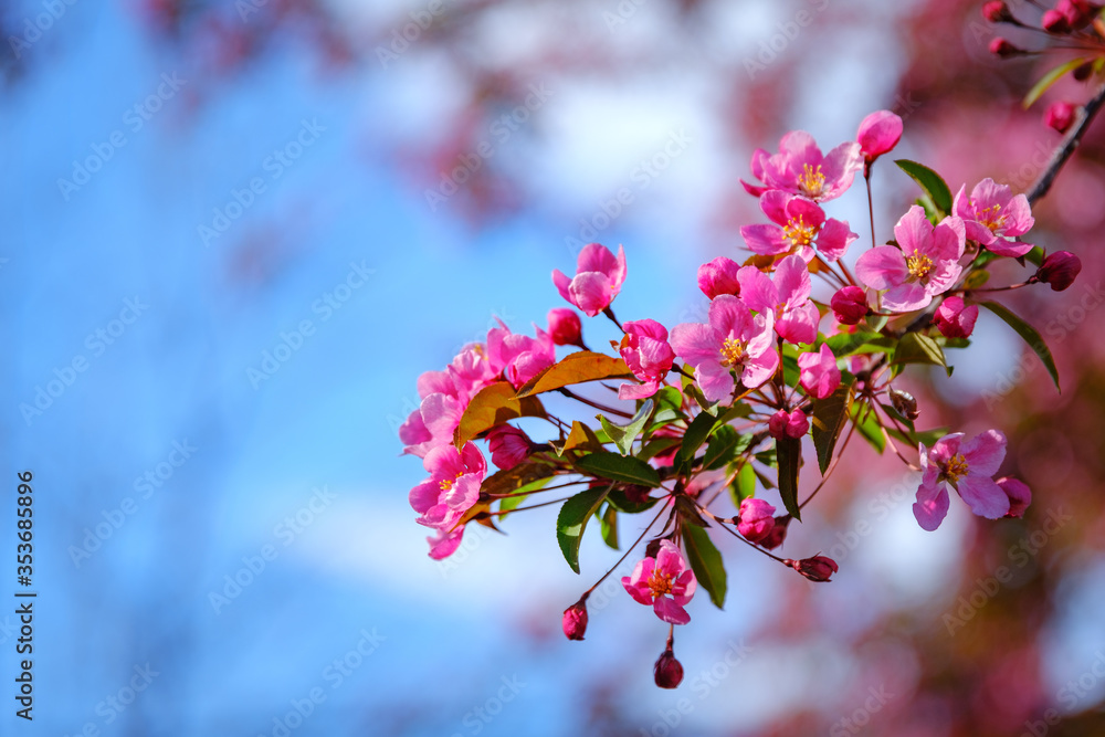 Close-up of a branch from a Cherry Blossom tree, with bright pink flowers set against a blue sky Close-up of a branch from a Cherry Blossom tree, with bright pink flowers set against a blue sky