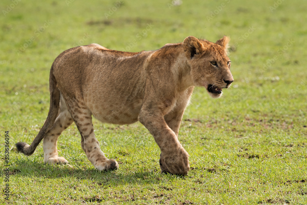 Obraz premium Lion cub moving near the safari vechile