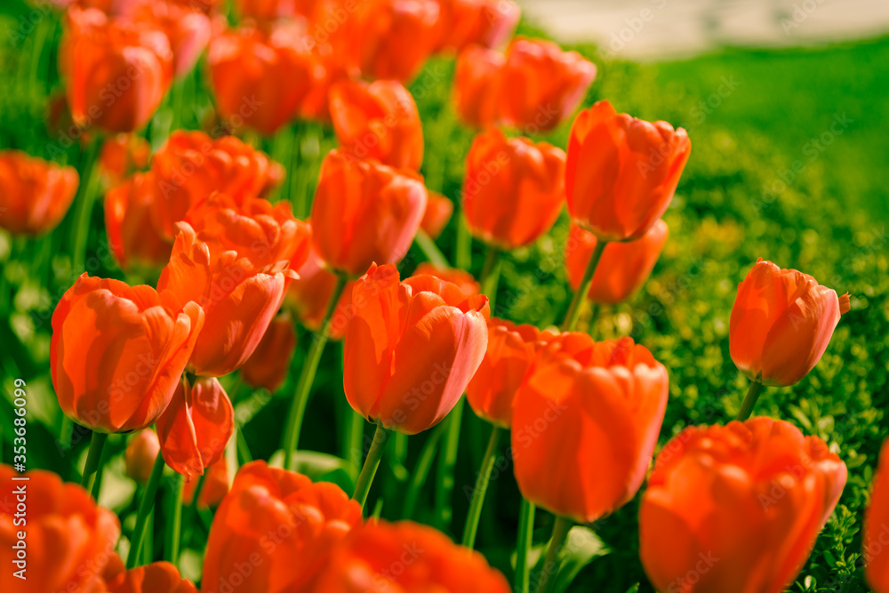 Garden of large, bright red tulips bathed in sunlight Garden of large, bright red tulips bathed in sunlight