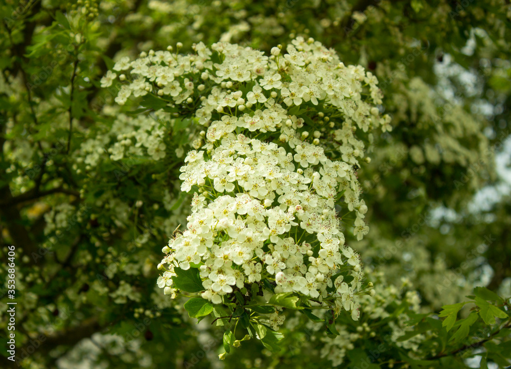Common hawthorn branch covered with tiny white flowers. Hawthorn blossom, close-up. Flowers of Midland hawthorn, Crataegus laevigata, Common hawthorn, Crataegus monogyna. Selective shallow focus Common hawthorn branch covered with tiny white flowers. Hawthorn blossom, close-up. Flowers of Midland hawthorn, Crataegus laevigata, Common hawthorn, Crataegus monogyna. Selective shallow focus