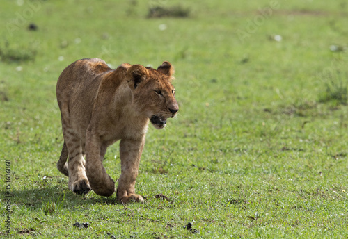 Lion cub in the Savannah grassland