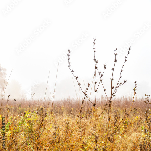 Morning autumn fog over a dry yellow meadow. In the foreground  a dry blade of grass. Autumn landscape with fog. Selective focus