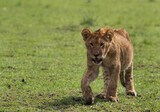Lion cub walking towards the vechile