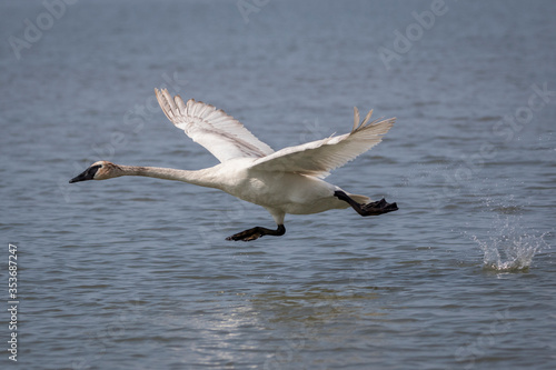 swan in flight