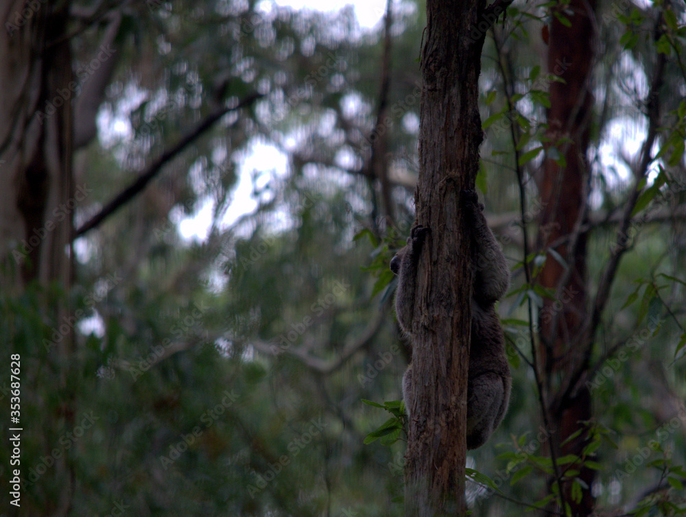 Koala Climbing a tree branch, Victoria, Australia Koala Climbing a tree branch, Victoria, Australia