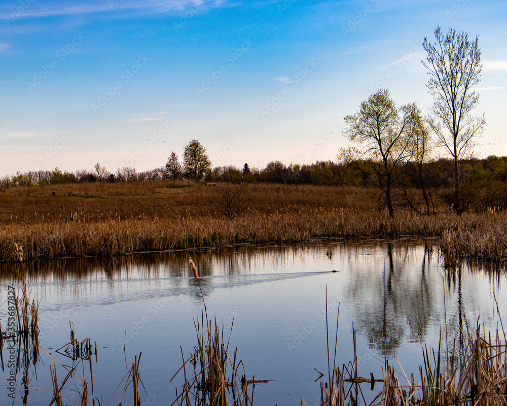 Fototapeta premium Muskrat in pond with blue sky