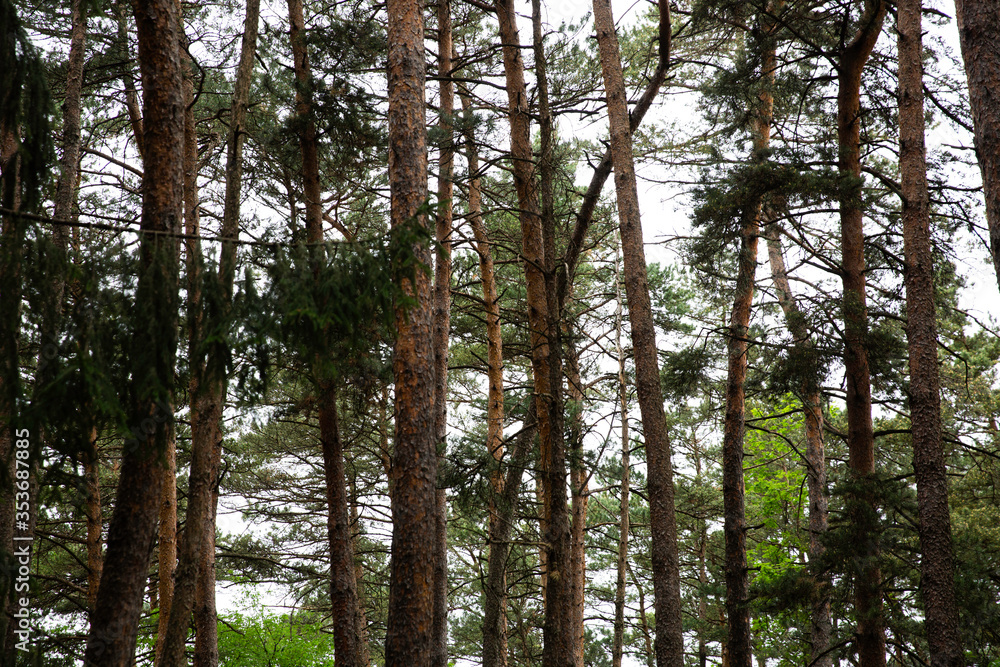 trees in the forest trees in the forest