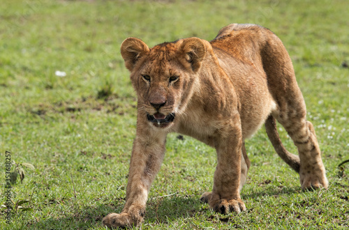 closeup of a Lion cub  Masai Mara