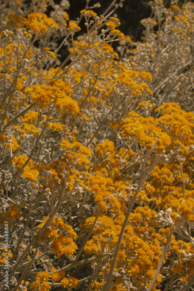 spring-summer garden with yellow flowers spring-summer garden with yellow flowers