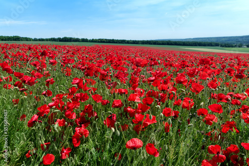 Poppy fields in Normandy hills 
