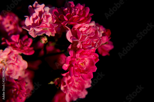 róża kwiat ogród macro natura © Katarzyna