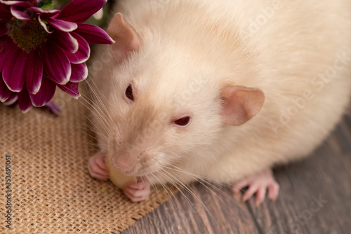 Adorable white pet rat