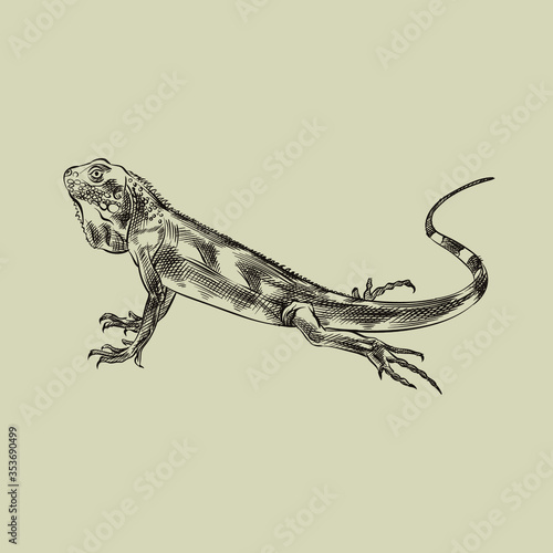 Hand-drawn sketch of Reptiles and amphibian isolated on white background.  Lizart in sketch style. Retro hand-drawn Reptiles and amphibian vector illustration.