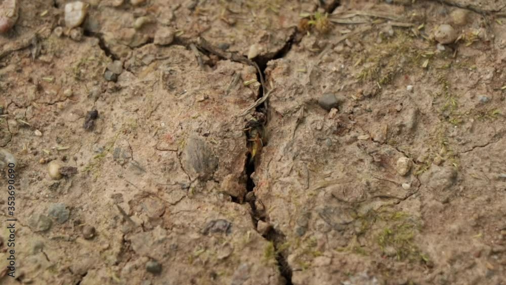 Nature time lapse video of ant colony killing a bee and pull the bee in the drought ground with close up Nature time lapse video of ant colony killing a bee and pull the bee in the drought ground with close up