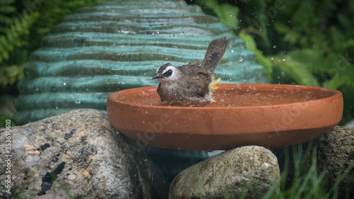 The Yellow-vented Bulbul.
