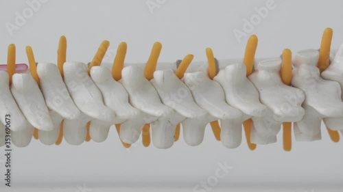 Mock up human spine on a white background. The concept of segments and divisions of the spine, the structure and anatomy of the bone marrow, nerves and vertebrae photo