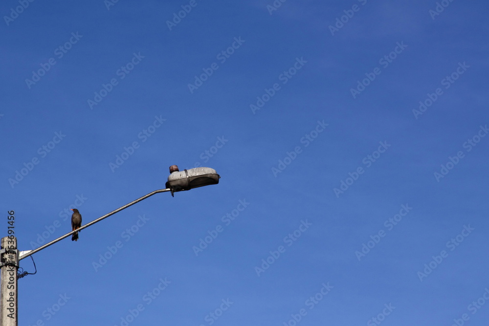 Orange beaked black bird standing in a light pole against a very blue sky Orange beaked black bird standing in a light pole against a very blue sky