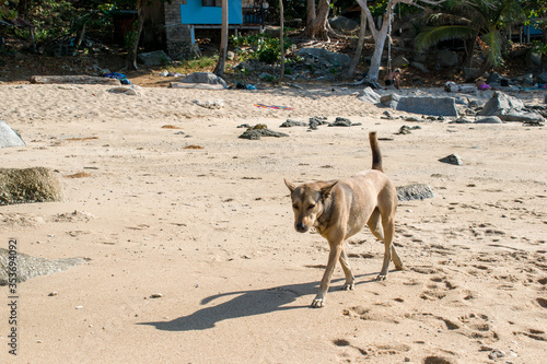 Light dog walks on sandy beach among stones sunny day. The Andamand Sea of Phuket Island, Thailand. photo