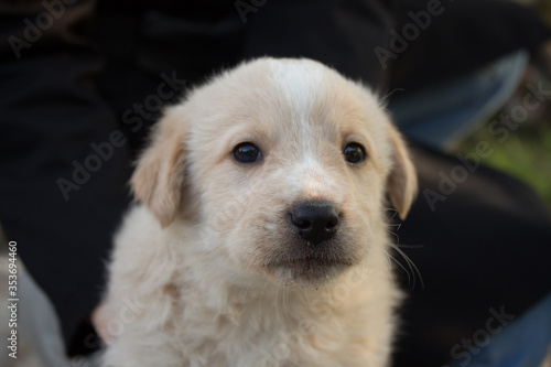  Cute little beige puppy looks into the camera with sad eyes. Charming kind puppy
