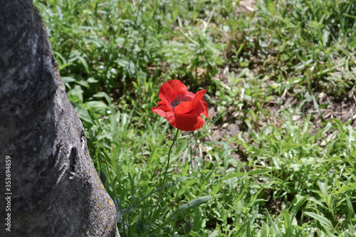 Poppy flower in the Roman suburbs