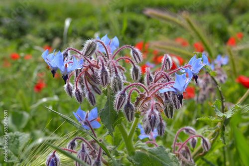 Field flowers in Rome suburbs. 