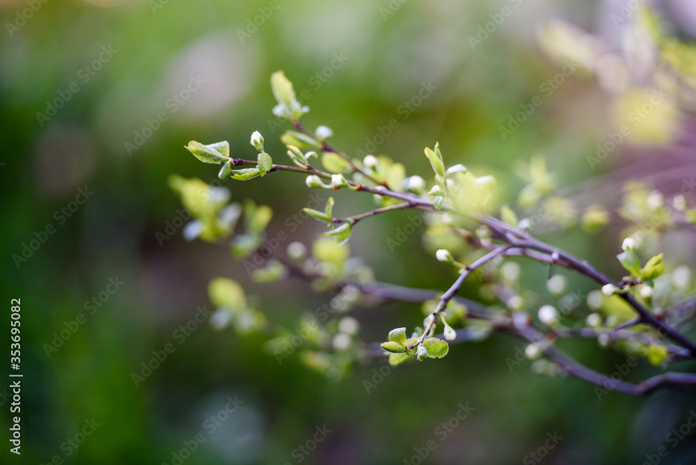 Green leaves on a branch-close-up. Beautiful summer background. Sunshine