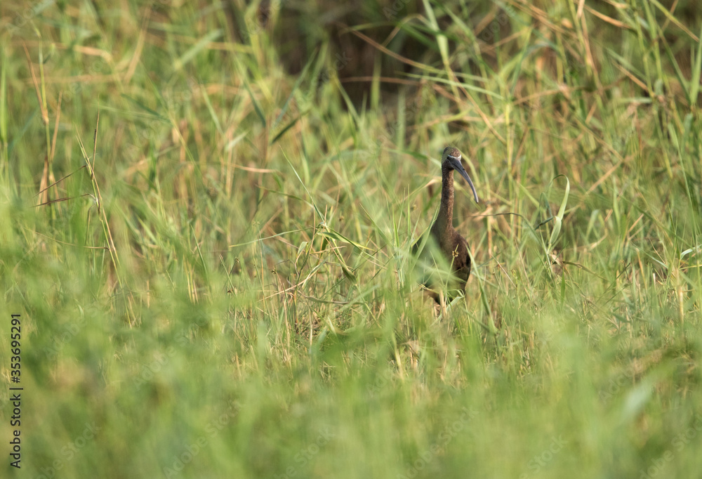 Glossy Ibis at Asker marsh, Bahrain Glossy Ibis at Asker marsh, Bahrain