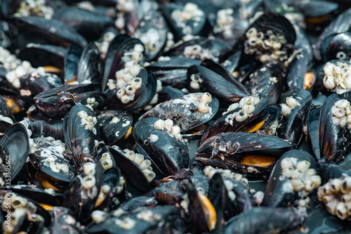 background of cooked sea mussels