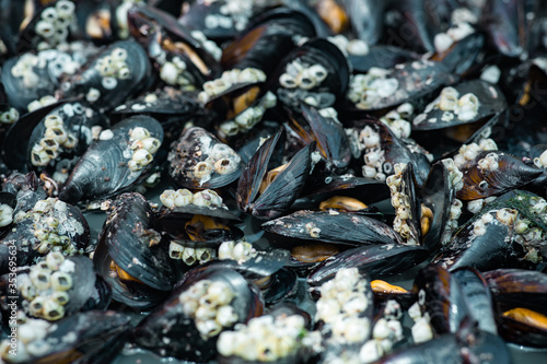 background of cooked sea mussels
