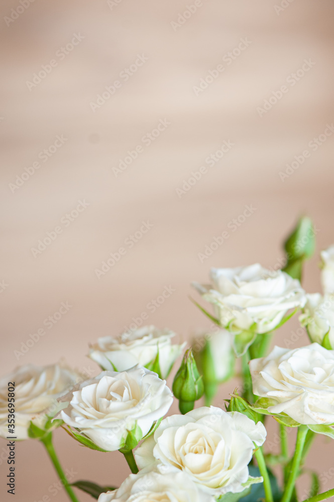 White sweet roses in soft light on a beige background
